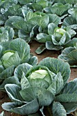 Brassica oleracea capitata, Sweetheart cabbage cultivation, France