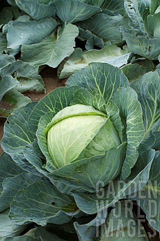Brassica_oleracea_capitata_Sweetheart_cabbage