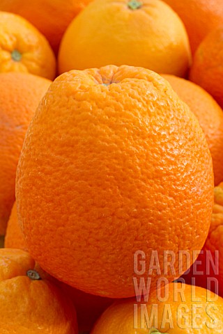 Oranges_Navel