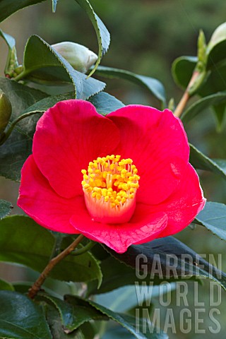 Camellia_in_bloom_in_a_garden