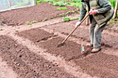 Sowing of Carrot Kuroda in a kitchen garden