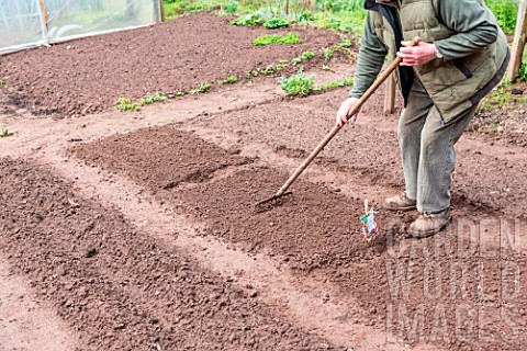 Sowing_of_Carrot_Kuroda_in_a_kitchen_garden