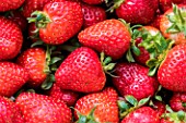 Strawberries Darselect