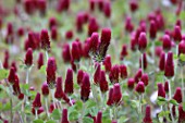 Trifolium incarnatum flowers