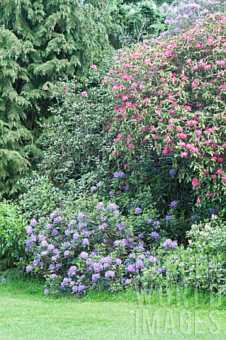 Rhododendron_in_bloom_in_a_garden