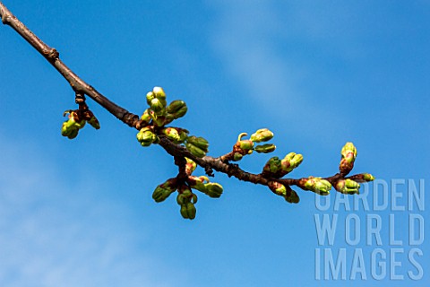 Cherry_tree_buds_in_early_April_Provence_France