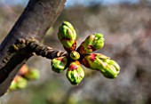 Cherry tree buds in early April, Provence, France