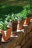 Herbs: sage, lavender and mint in pots, Provence, France