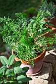Foeniculum officinalis (Fennel) in pot, Provence, France