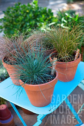 Festuca_glauca_and_Carex_comans_Bronze_Frosted_and_Prairie_Fire_Provence_France