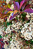 Photinia flowering in may, Provence, France