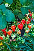 Strawberry Dely, Kitchen garden, Provence, France
