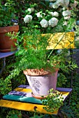 Foeniculum officinalis (Fennel) in pot, Provence, France