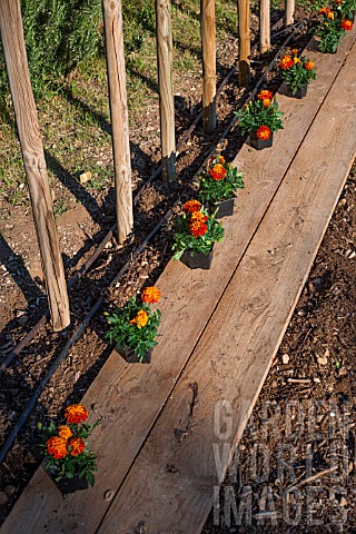 Stakes_for_tomatoes_and_plantation_of_Tagetes_in_a_kitchen_garden_Provence_France