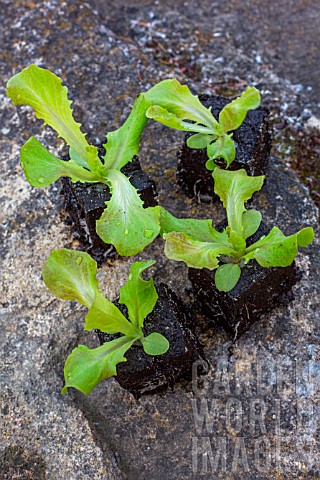 Salad_seedlings_in_a_kitchen_garden_Provence_France