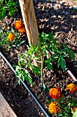 Tomato and Tagetes as companion planting, Provence, france
