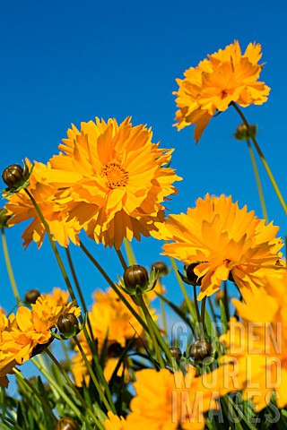 Coreopsis_flowers_Provence_France