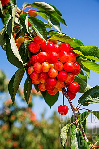 Ripening_cherries_on_the_tree_Provence_France