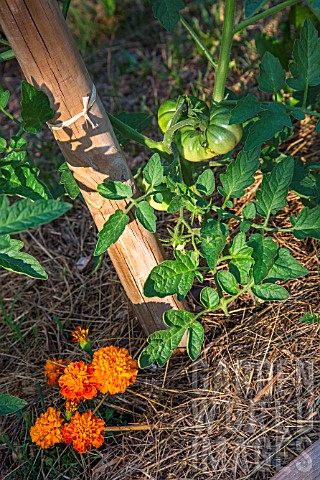 Tomato_and_Tagetes_as_companion_planting_Provence_france