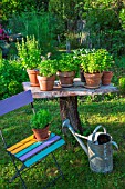 Herbs in pots displaying on a table made of a dead tree, Provence, France