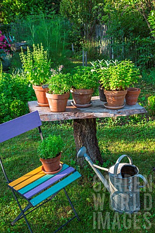 Herbs_in_pots_displaying_on_a_table_made_of_a_dead_tree_Provence_France