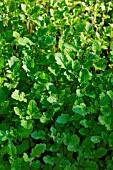 Sinapis alba (White Mustard) used as green manure in a kitchen garden, Provence, France