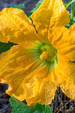 Male_flower_of_courgette_Provence_France