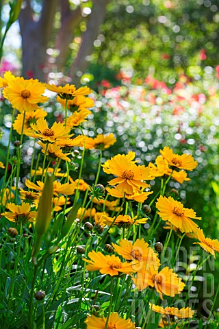 Coreopsis_bed_flowers_Provence_France
