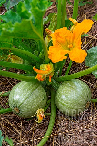 Zucchini_fruits_with_flowers_Provence_France