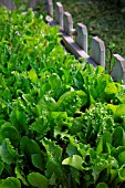 Mesclun salad mix in a square foot kitchen garden, Provence, France