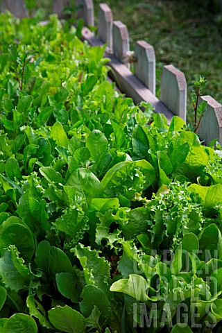 Mesclun_salad_mix_in_a_square_foot_kitchen_garden_Provence_France