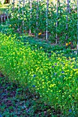 Bed of Sinapis alba (White Mustard) used as green manure in a kitchen garden, Provence, France