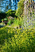 Sinapis alba (White Mustard) used as green manure in a kitchen garden, Provence, France