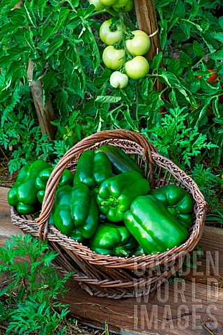 Freshly_picked_green_sweet_peppers_Provence_France