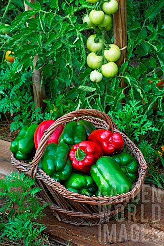 Freshly_picked_green_and_red_sweet_peppers_Provence_France