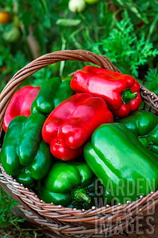 Freshly_picked_green_and_red_sweet_peppers_Provence_France