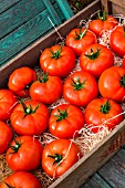 Tray of tomato Celesteen, Provence, France