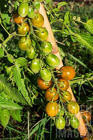 Cherry_tomato_Green_Grape_Provence_France