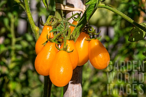 Tomato_Yellow_Pearshaped_Provence_France