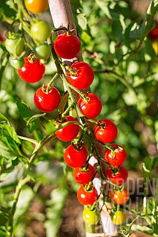 Cherry_tomato_Supersweet_100_Provence_France
