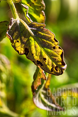 Powdery_mildew_infected_tomato_leaves_Provence_france