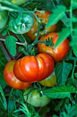Tomato Marmande, Provence, France