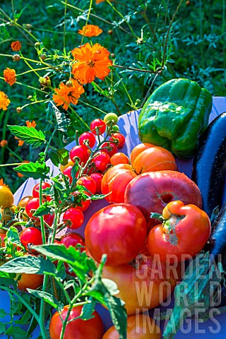 Tomatoes_aubergine_and_peppers_in_a_kitchen_garden_Provence_France