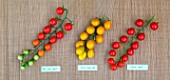 Cherry tomatoe Sweet, Supersweet 100 and Green Grape, Provence, France