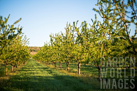 Almond_orchard_in_april_Provence_France