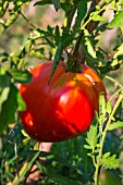 Tomato Coeur de Boeuf