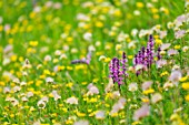 Lawn and alpine wild flower meadow
