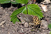 Alytes obstetricans (Midwife Toad), in a country garden in spring, France