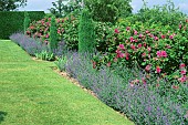 Border of : Nepeta, and Rose Othelo, in hedge, Standen Garden, Sussex, England, Summer