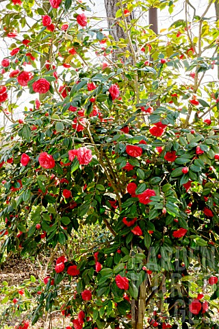 Camellia_Julia_Drayton_in_bloom_in_a_garden